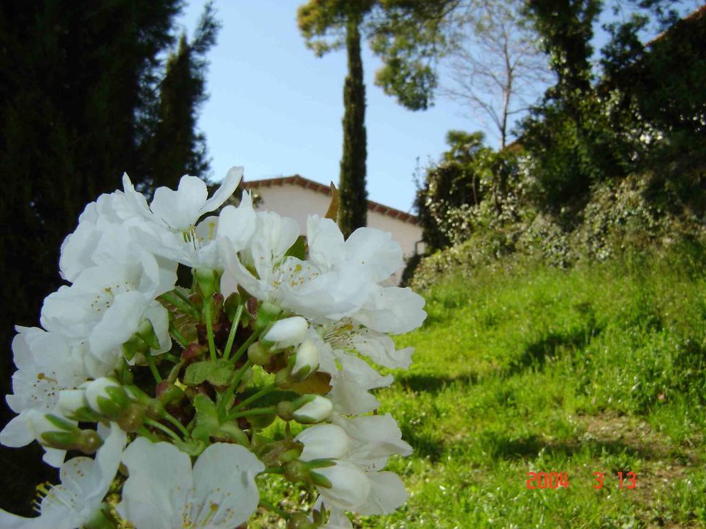 Podere"Sulle Soglie Del Bosco" Appartament And Rooms Pescia Eksteriør bilde